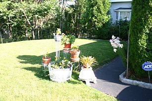 flowers in the spring