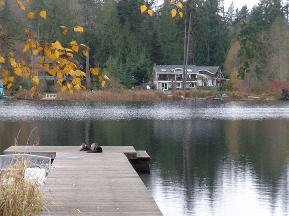 Otters on Dock