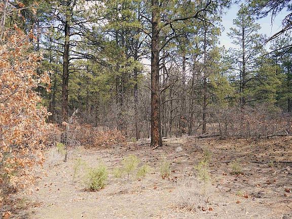 2nd image of 2612 Bull Elk Place