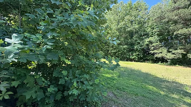 535 Mulligan Dr — Photo 50