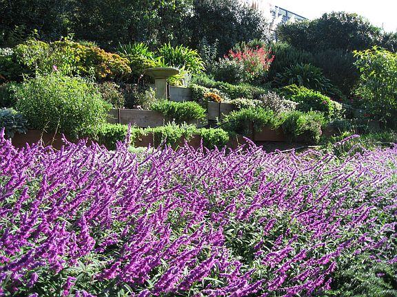 Backyard Garden