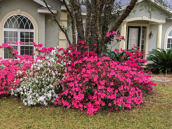 February Azaleas