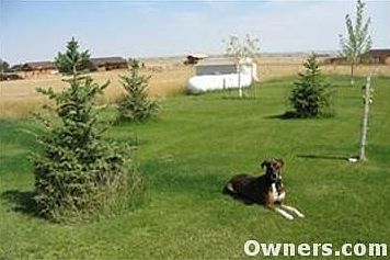Trees, the backyard, the garden shed, and a friendly mutt