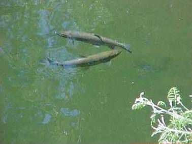 Steelhead trout in Sausal Creek May 2006