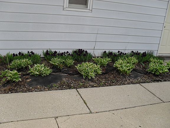 Garden on side of garage