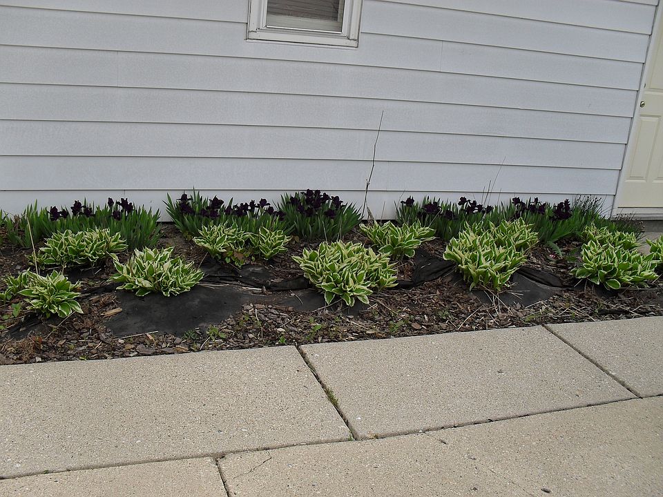 Garden on side of garage