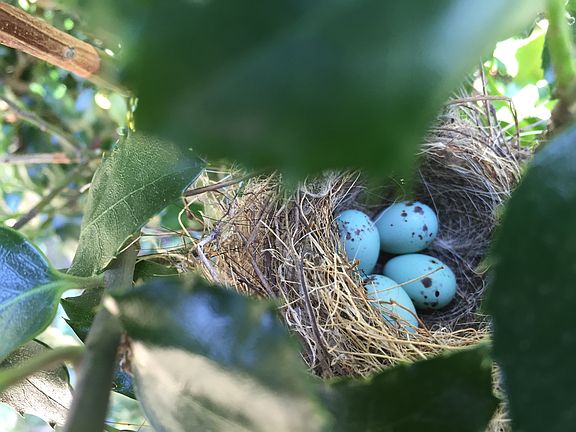 New nest in front Holly Bush