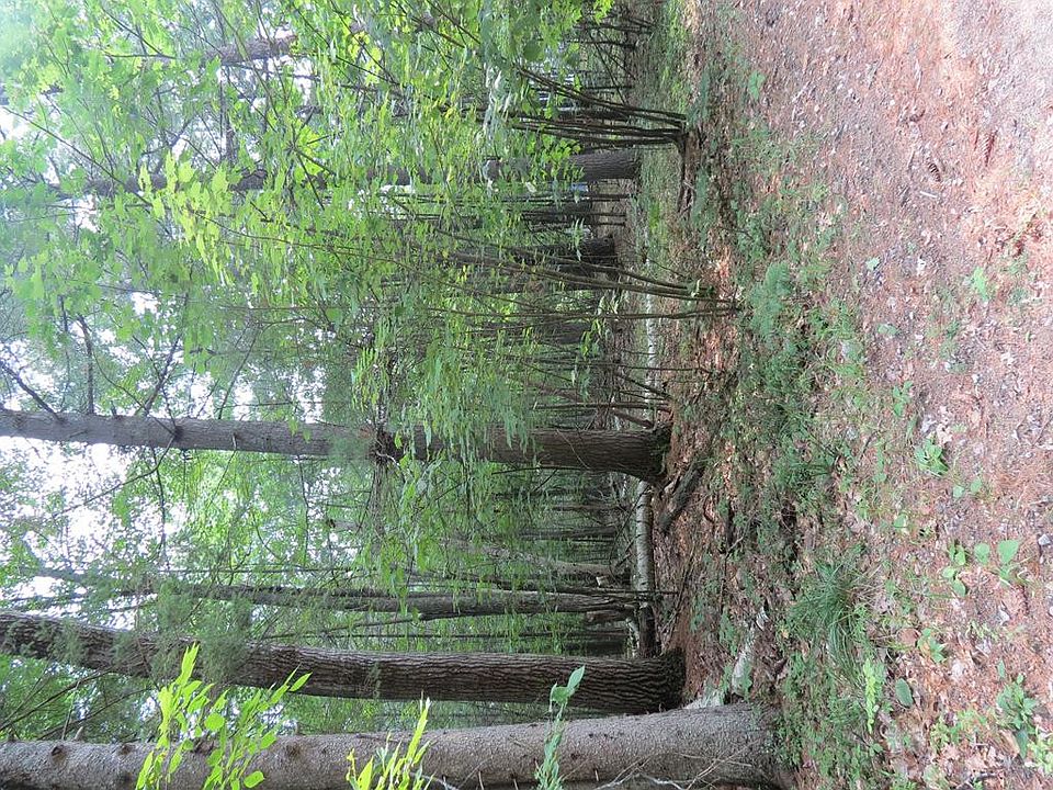 2nd image of 0 Beech St