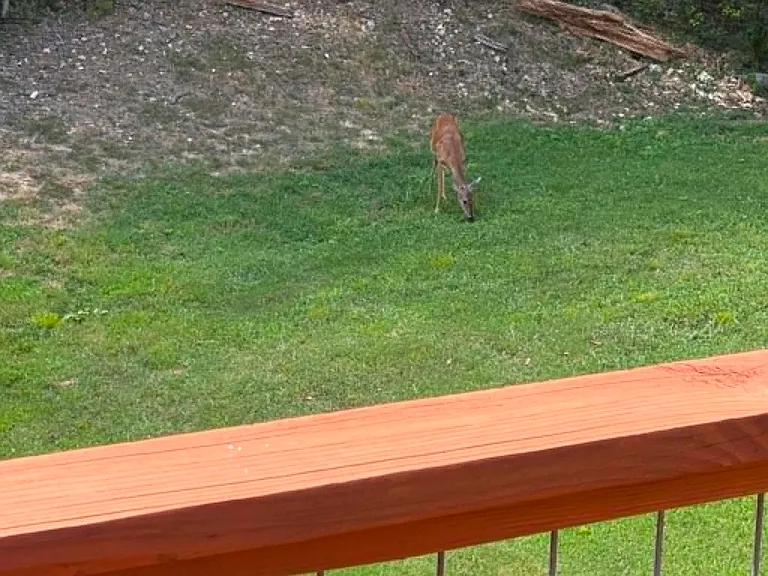 View of the wildlife from the back deck
