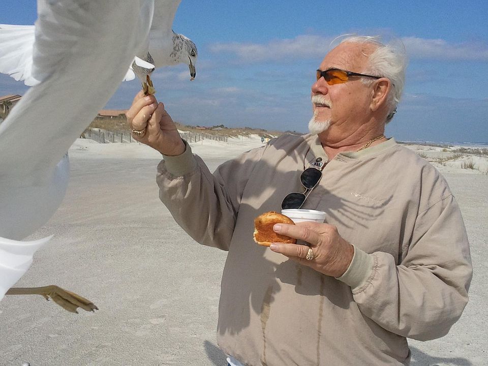 Feeding sea gulls