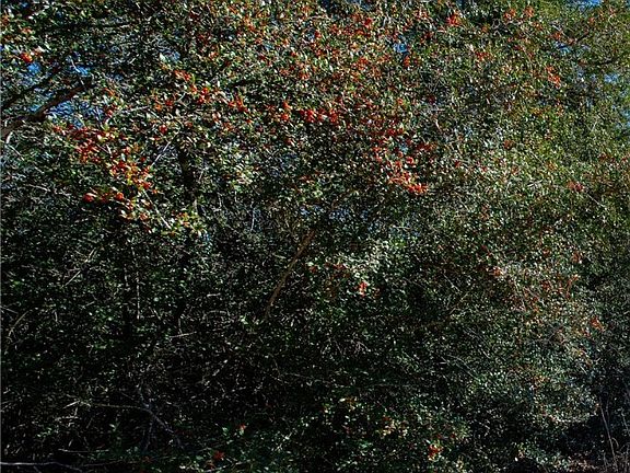 4th image of Holly Dr