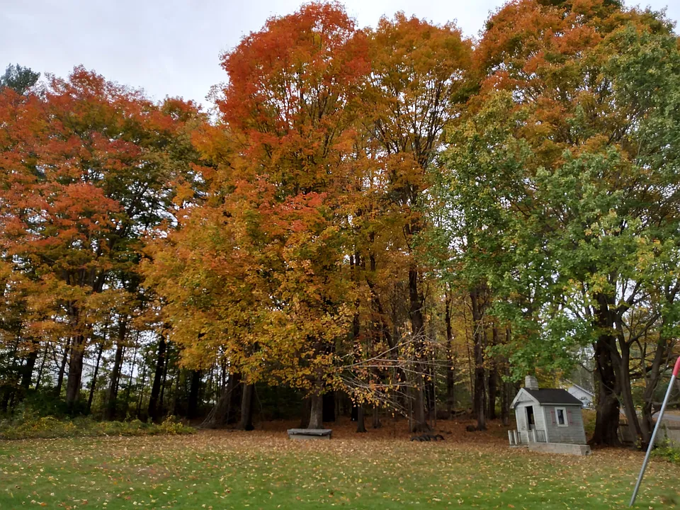Back yard