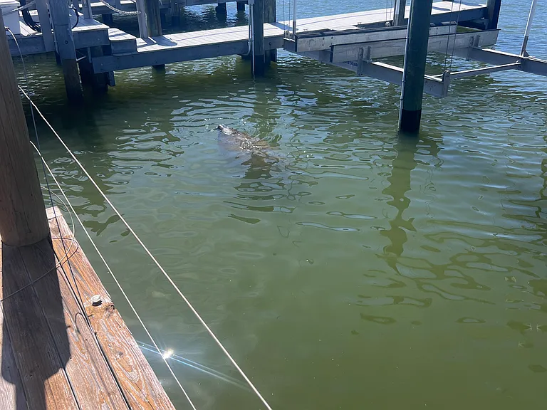 Manatee Siting!