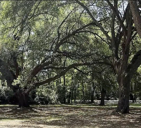 Mature Live Oaks for Shaded Walks