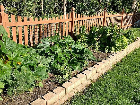Backyard garden & Plum Tree