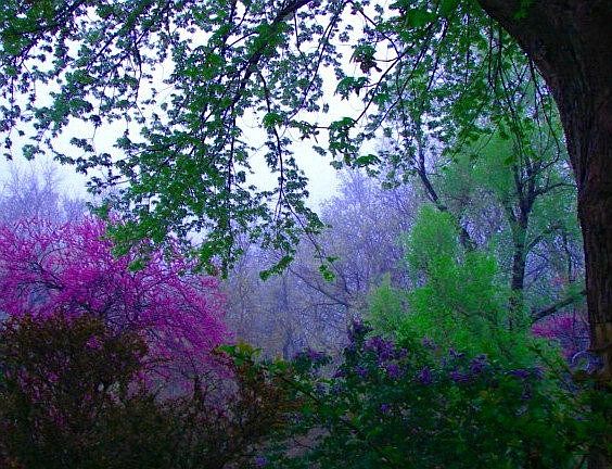 Beautiful scenic trees