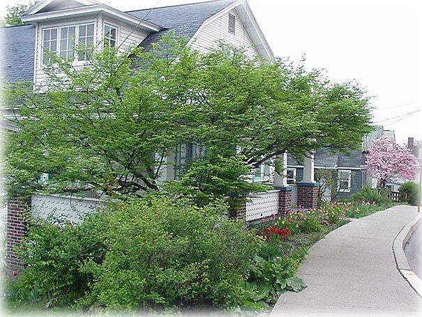 Front viewed from East