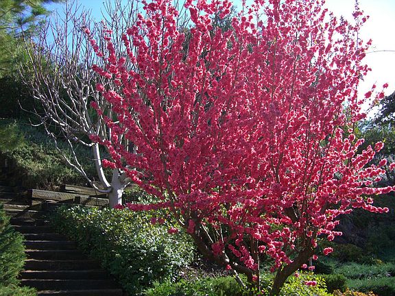 Peachtree - Backyard