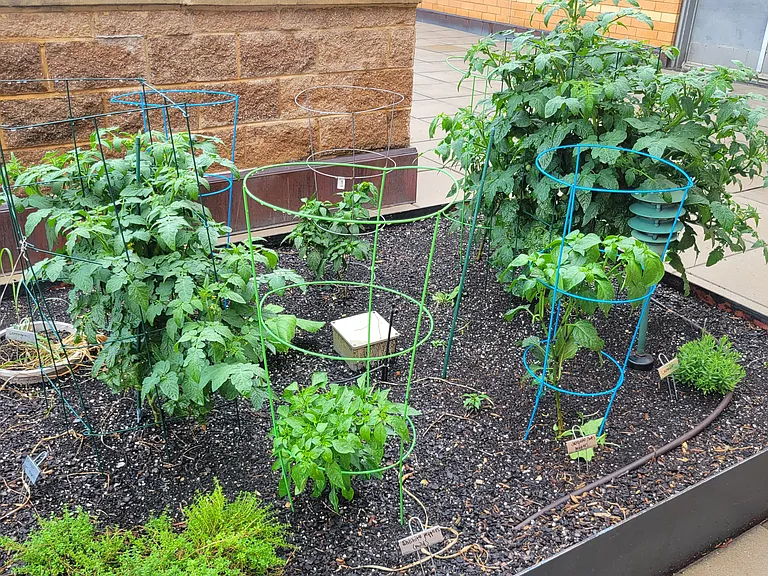 Community rooftop herb and vegetable garden