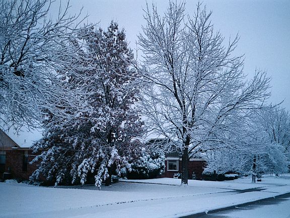 3 trees in front: Red Oak, Maple, 
