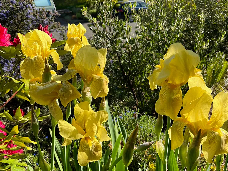 One of many seasonal blooms