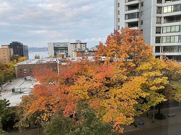 Fall colors