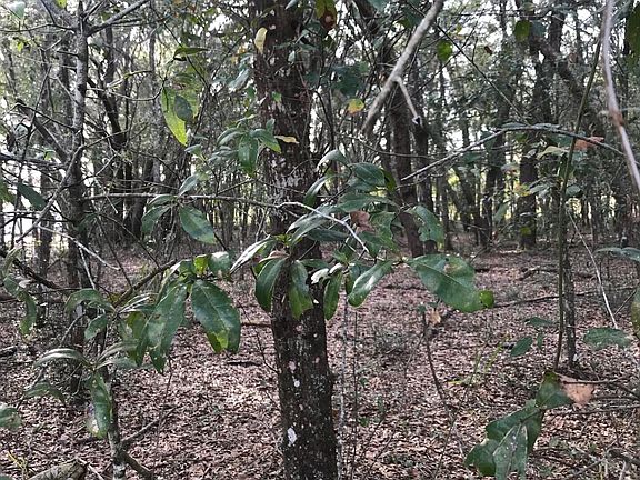 3rd image of 119 IDLEWOOD ACRES Road