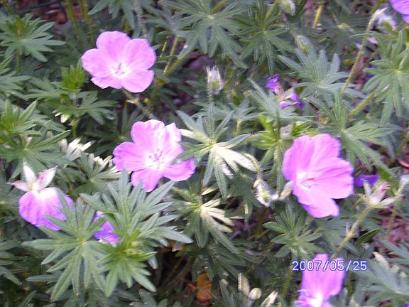 lot's of perrenials in backyard