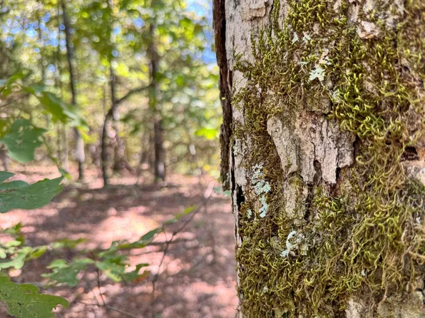 1600 Pole Ranch Rd, Shirley, AR 72153