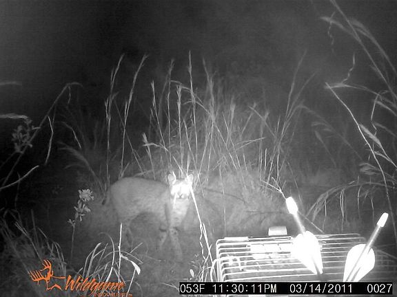Wild bobcat on trail cam!