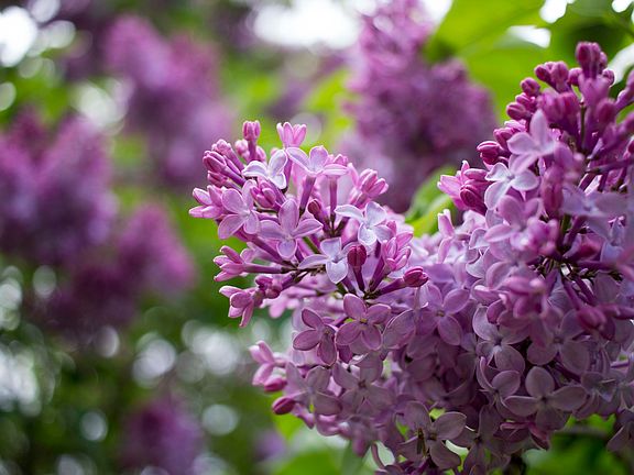 Lilac tree in front yard
