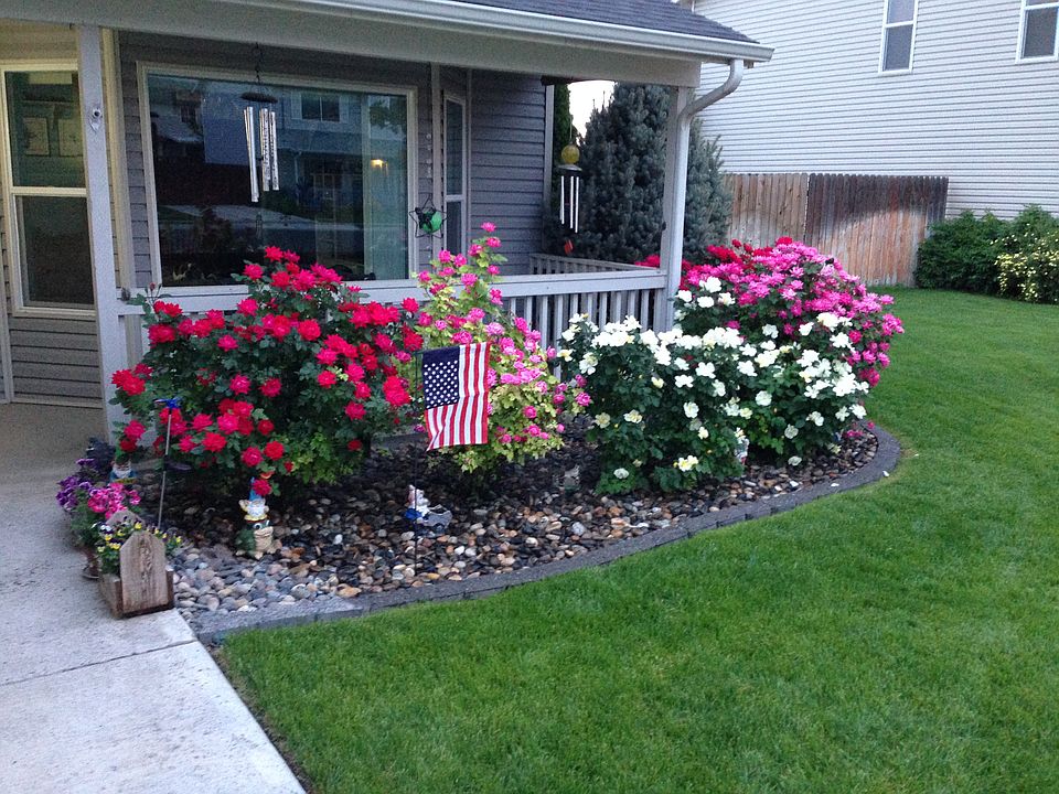 Summer Rose Bushes 