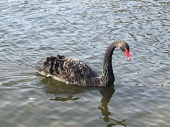 Lake friends