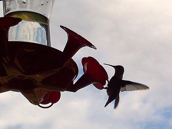Plentiful hummingbirds 