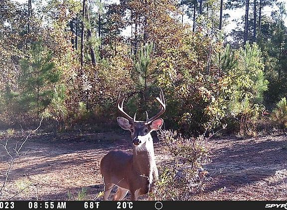 5th image of 4253 Bath Edie Rd