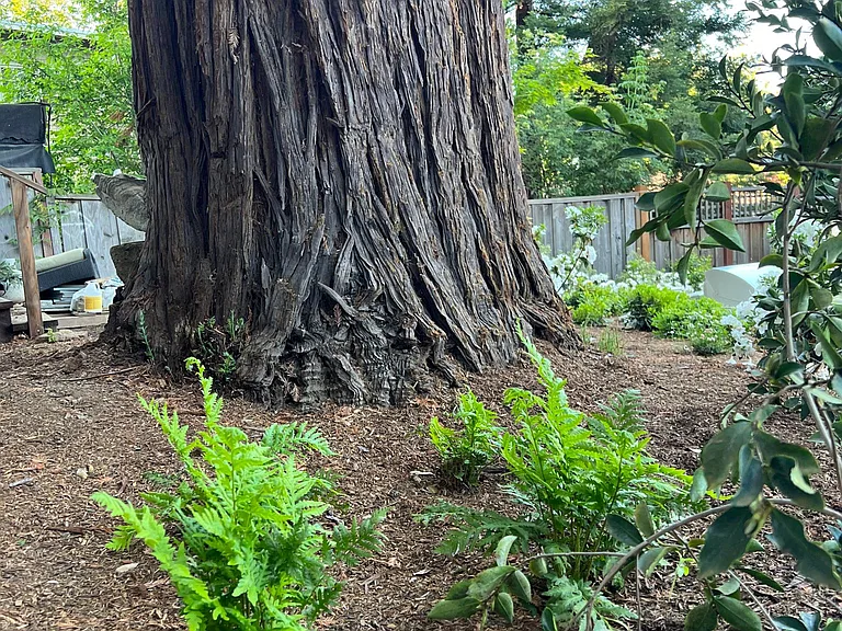 Base of the Redwood Tree.