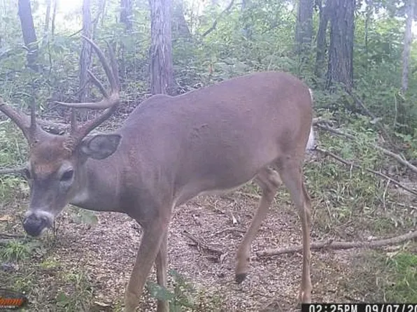 21 Simms Rd, Park Hills, MO 63601