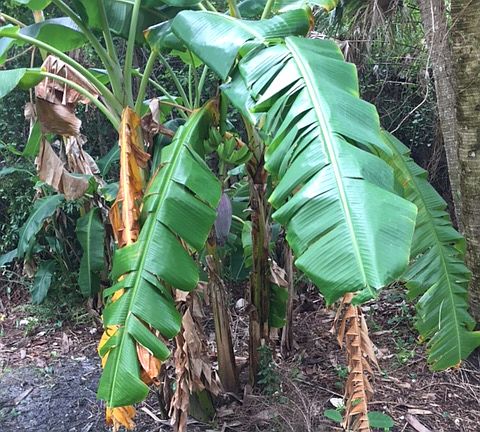 Back veranda privacy