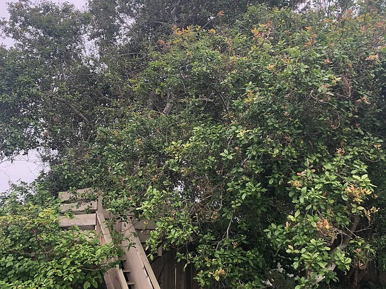 This is a live oak on the property with a tree house going up into it.