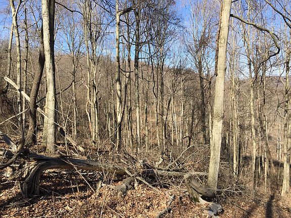 3rd image of Pine Top Road