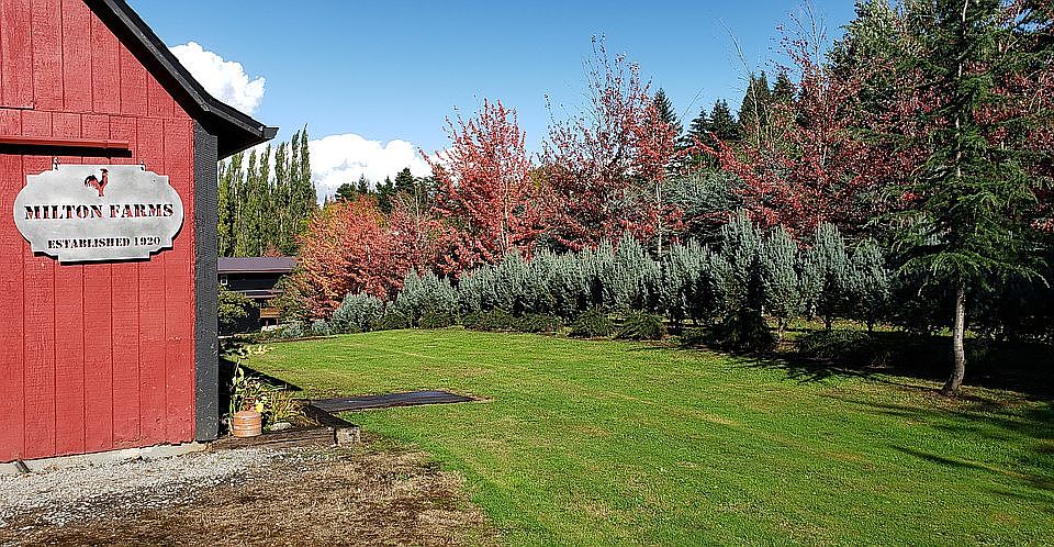 Blaze Maples in Fall Colors