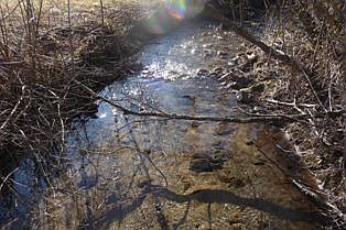 Trout Stream