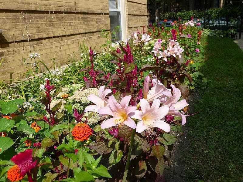 Flowers