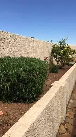 Low maintenance backyard garden area