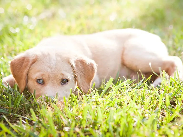 At The Courtyards, we believe in the power of pets, love, and home. Join us in our pet-friendly apartments in West Springfield where furry family members are cherished.