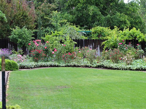 grapevines, jungle gym, plum