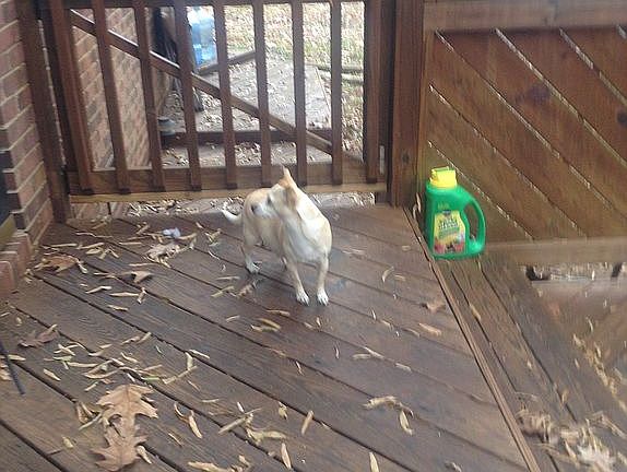 Front deck