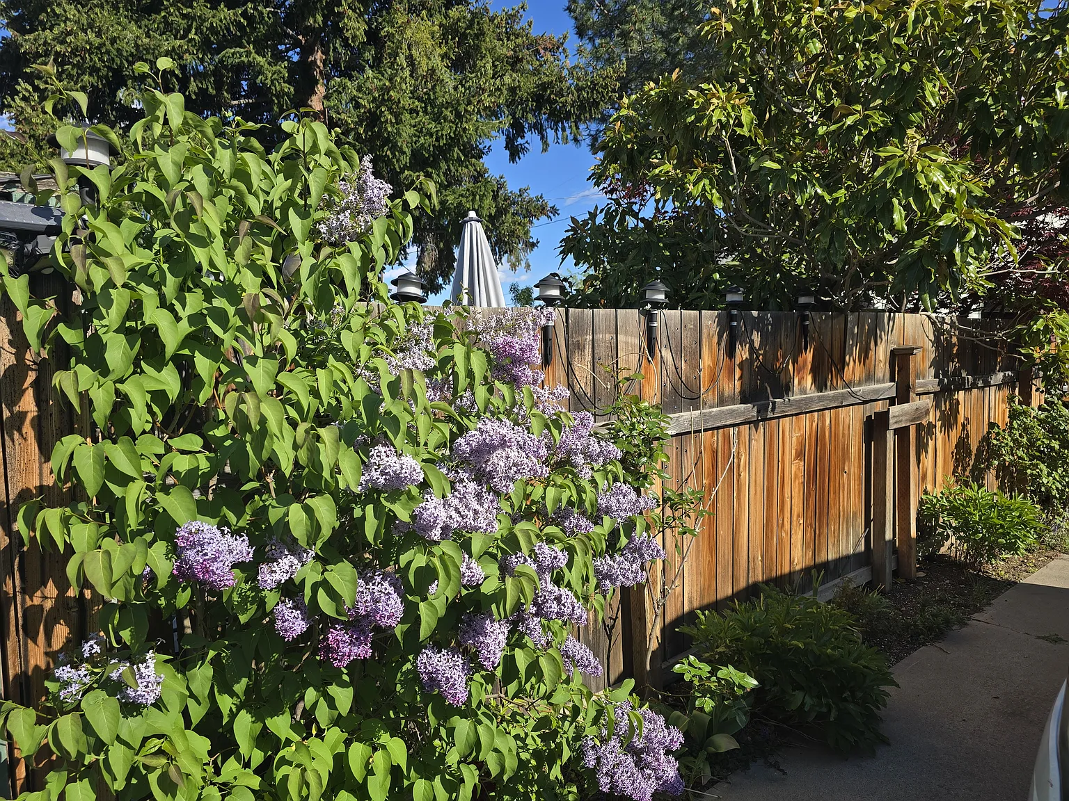 601 Marjo St — Photo 3