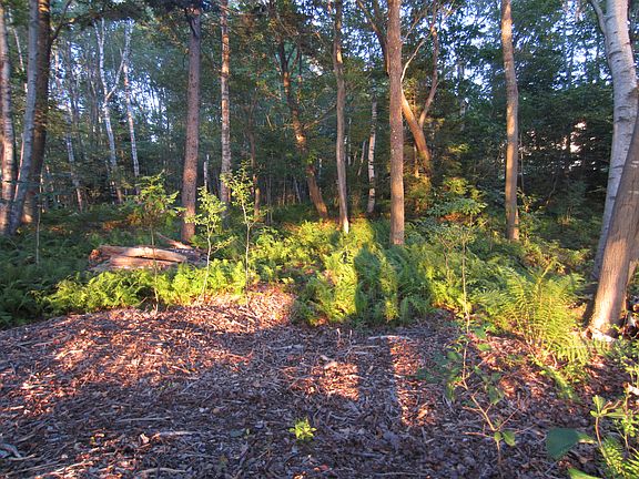 Site option-100' from water