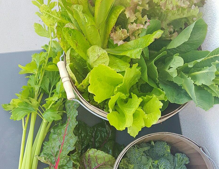 Weekly Harvests!